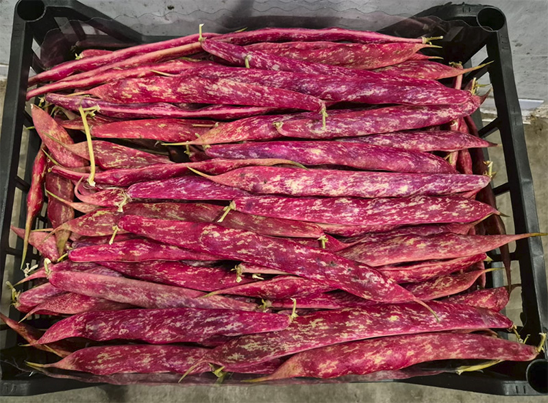 Fagioli borlotti - Sicilia - 5,50 euro al chilogrammo